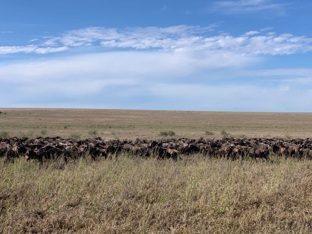 Serengeti, Tarangire &&nbsp;Ngorongoro